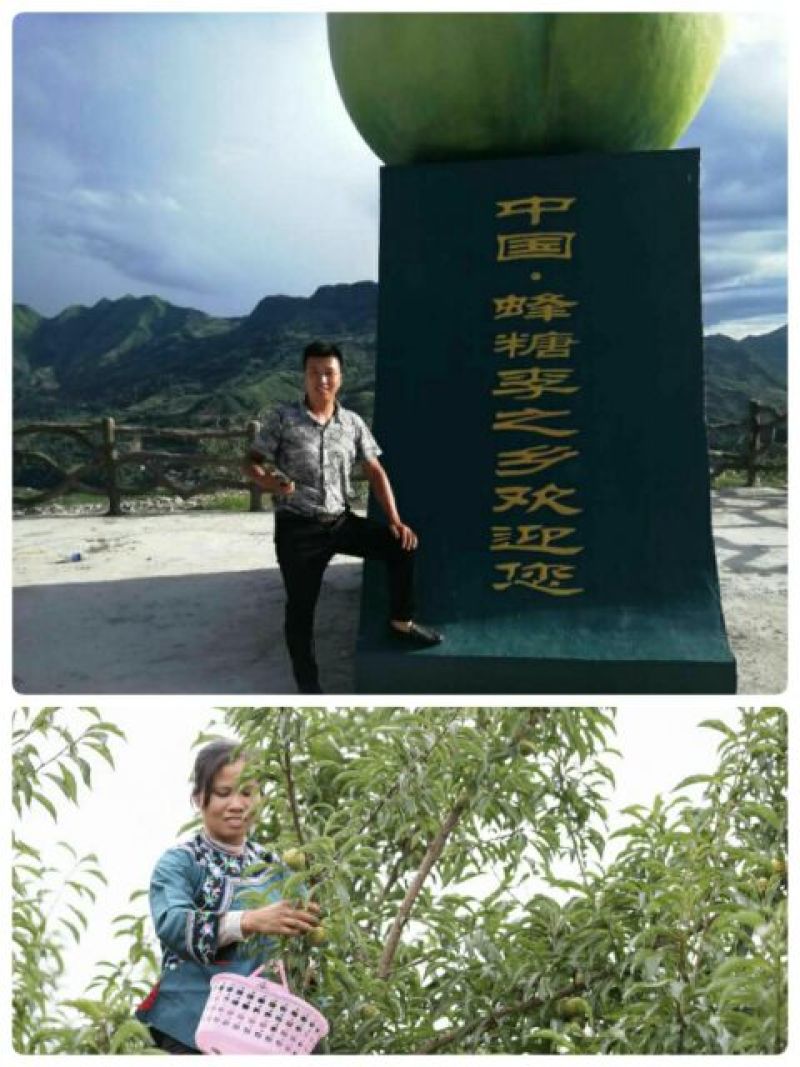蜂糖李苗