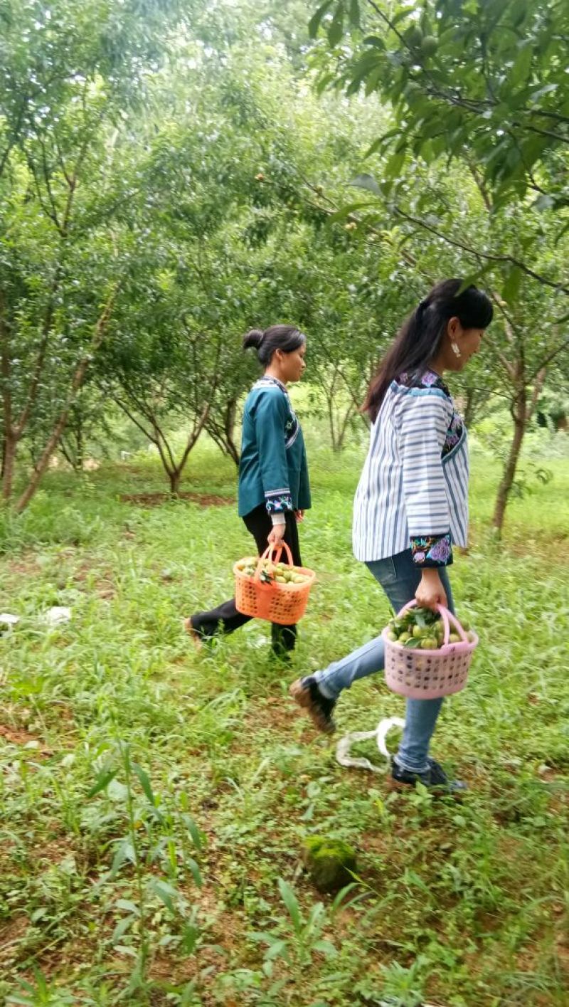 蜂糖李苗