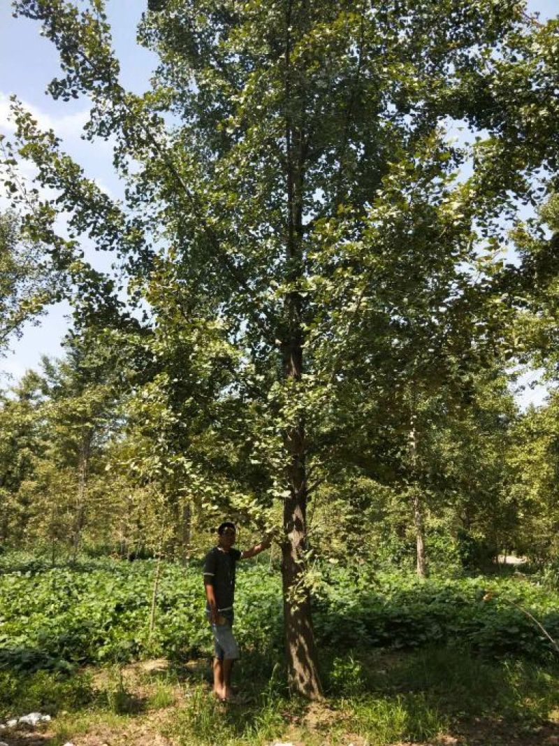 银杏树