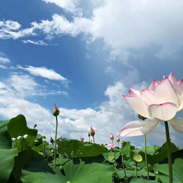 手工白莲