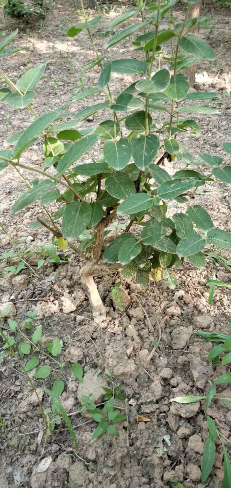 金银花