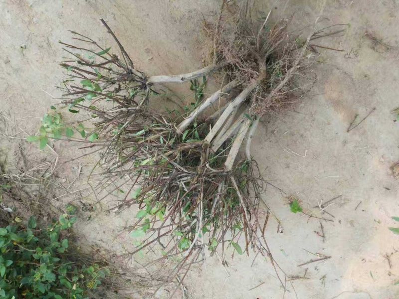 金银花