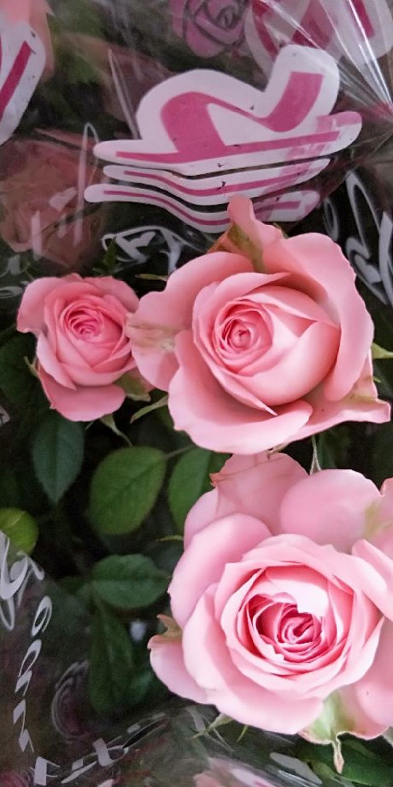 玫瑰盆栽昆明基地直供品种丰富色彩靓丽