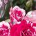 玫瑰盆栽昆明基地直供品种丰富色彩靓丽