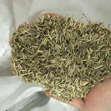 披碱草种子