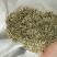 披碱草种子