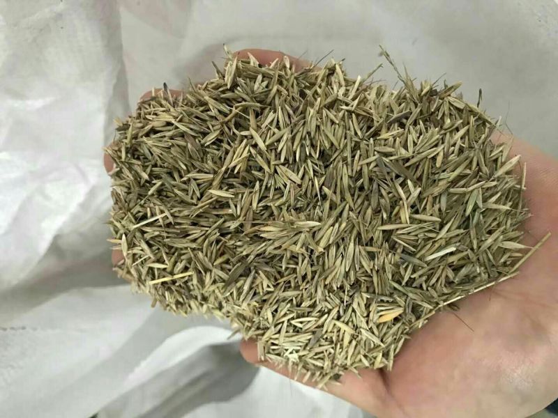 披碱草种子