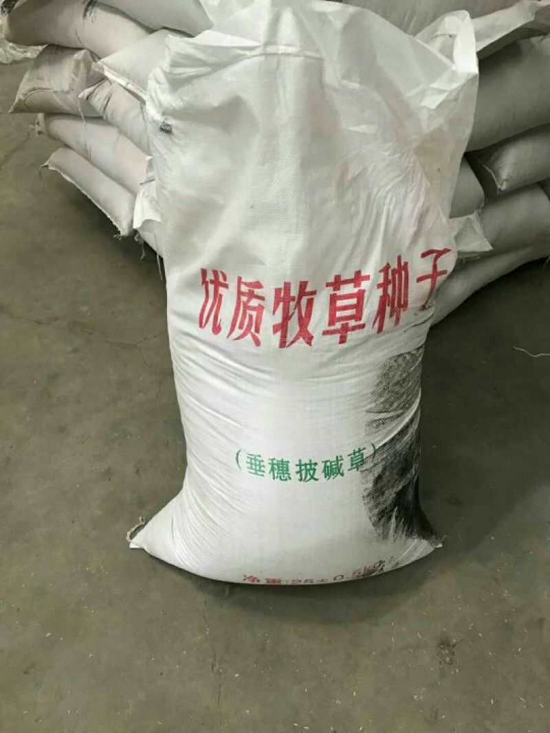 披碱草种子