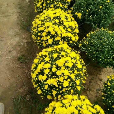 国庆菊