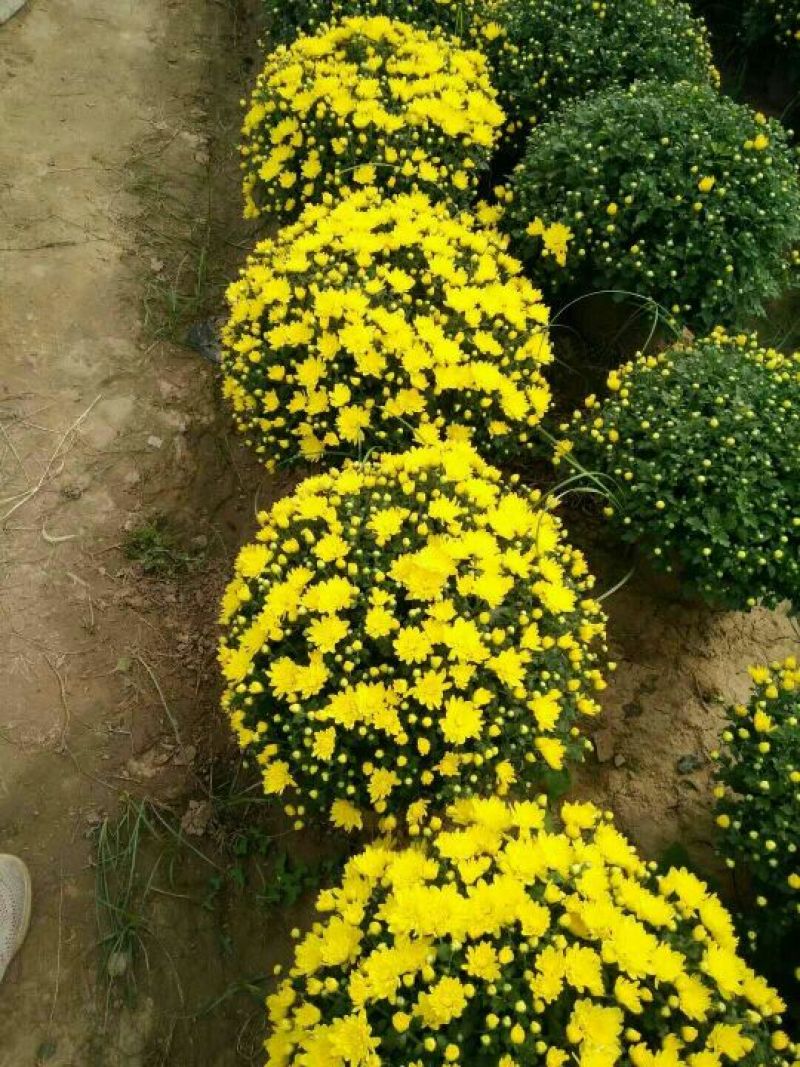 国庆菊