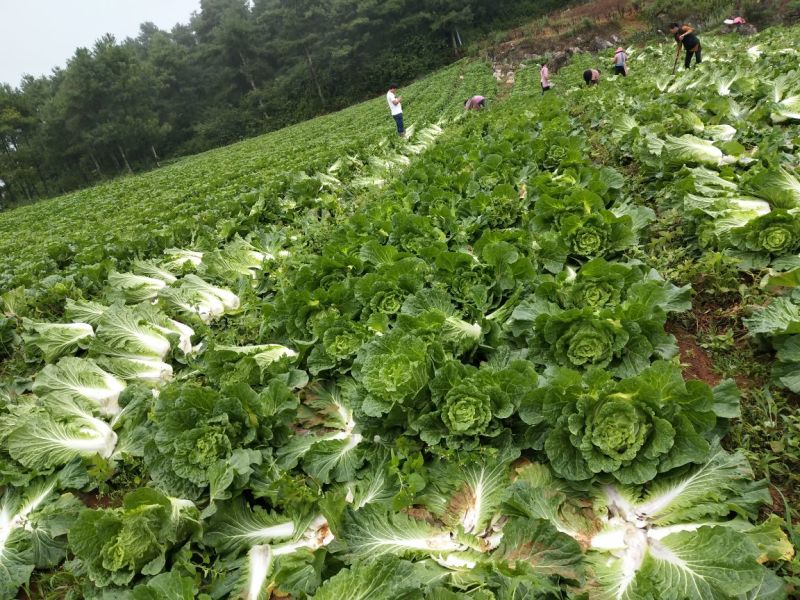 白菜产地直销货源充足，品质好，实力代办，期待长期合作