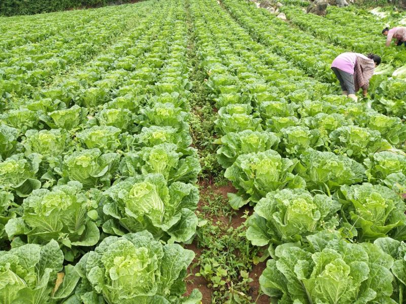 白菜产地直销货源充足，品质好，实力代办，期待长期合作