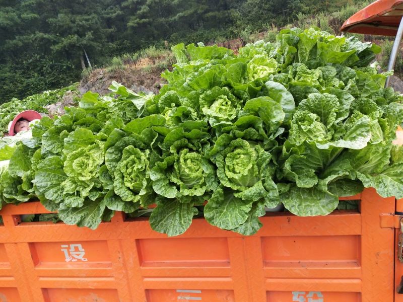 白菜产地直销货源充足，品质好，实力代办，期待长期合作