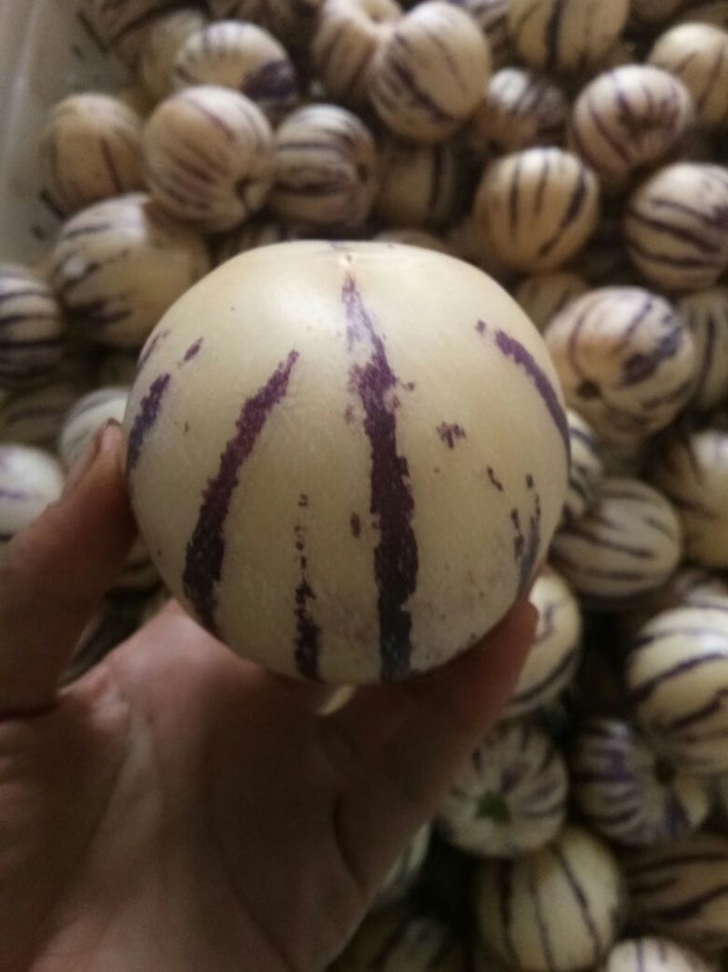 人参果圆果