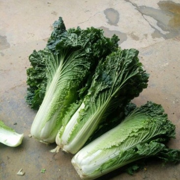 秋绿黄心白菜娃娃菜秋绿产地货源充足，实力代办