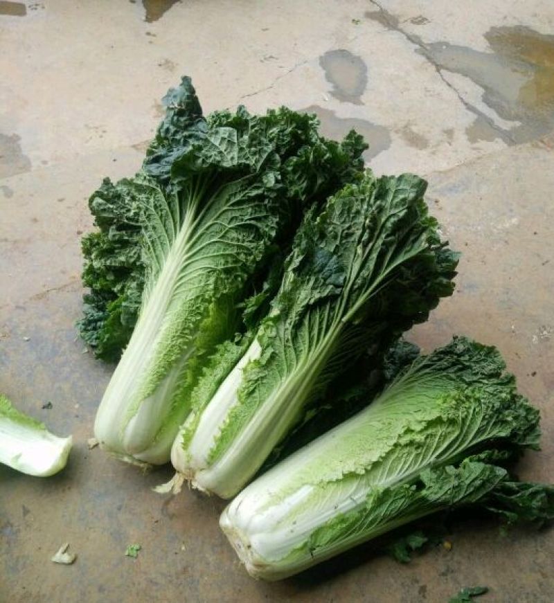 秋绿黄心白菜娃娃菜秋绿产地货源充足，实力代办