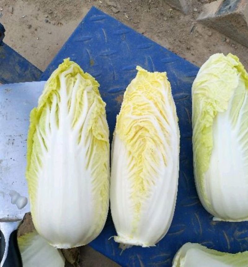 秋绿黄心白菜娃娃菜秋绿产地货源充足，实力代办