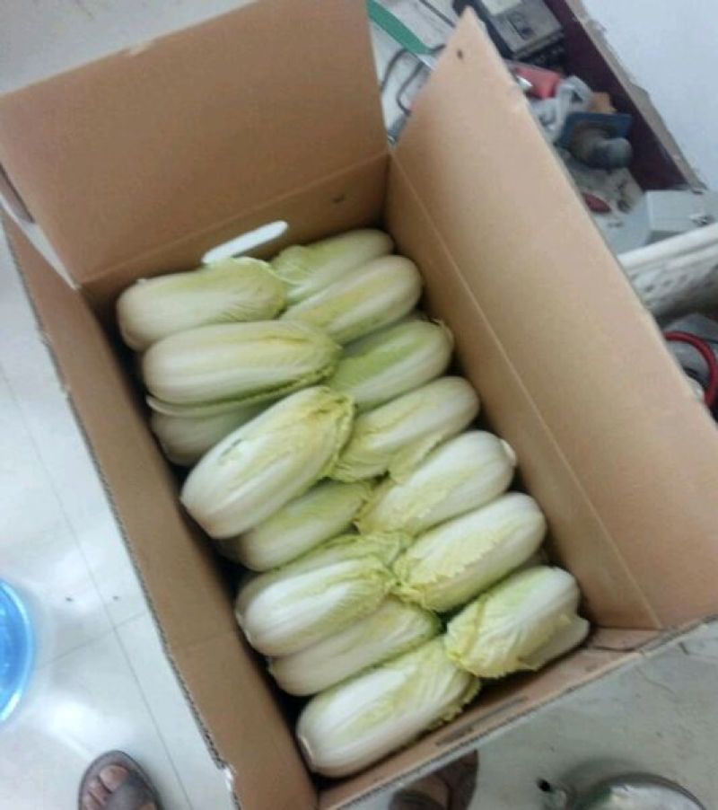 秋绿黄心白菜娃娃菜秋绿产地货源充足，实力代办