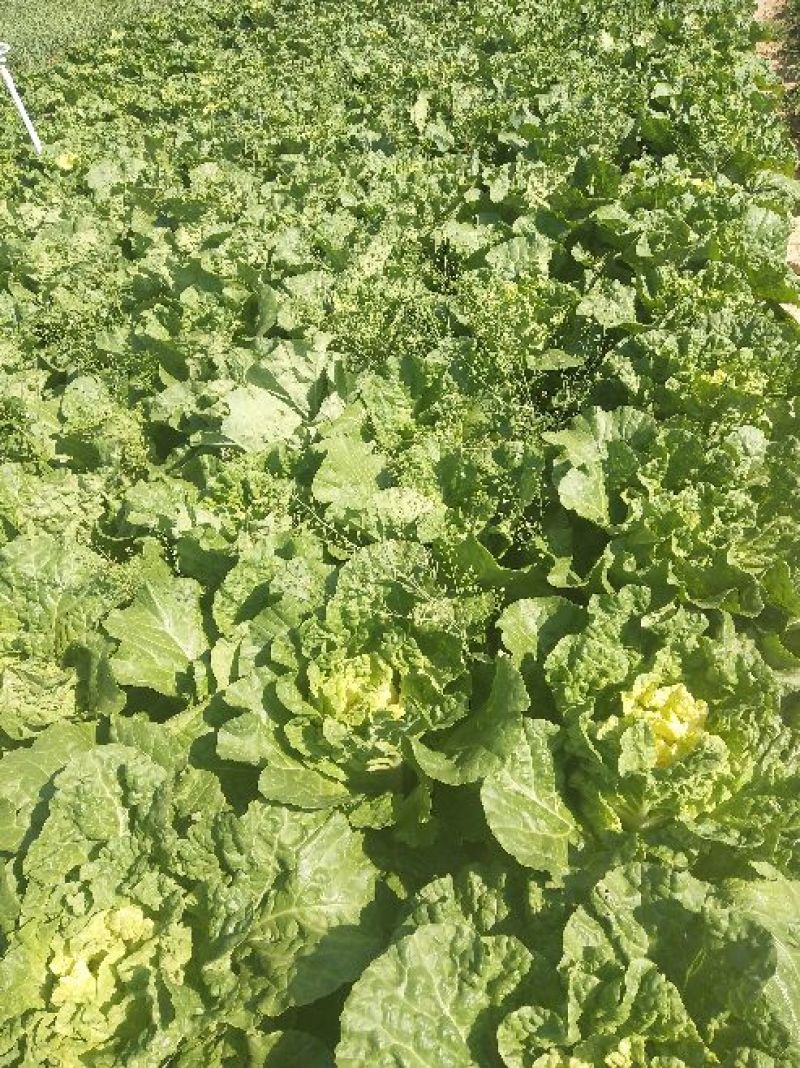 秋绿黄心白菜娃娃菜秋绿产地货源充足，实力代办