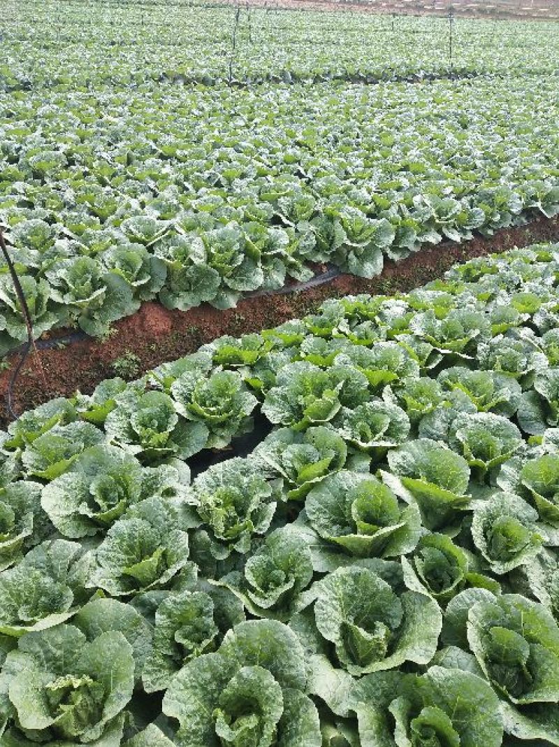 秋绿黄心白菜娃娃菜秋绿产地货源充足，实力代办