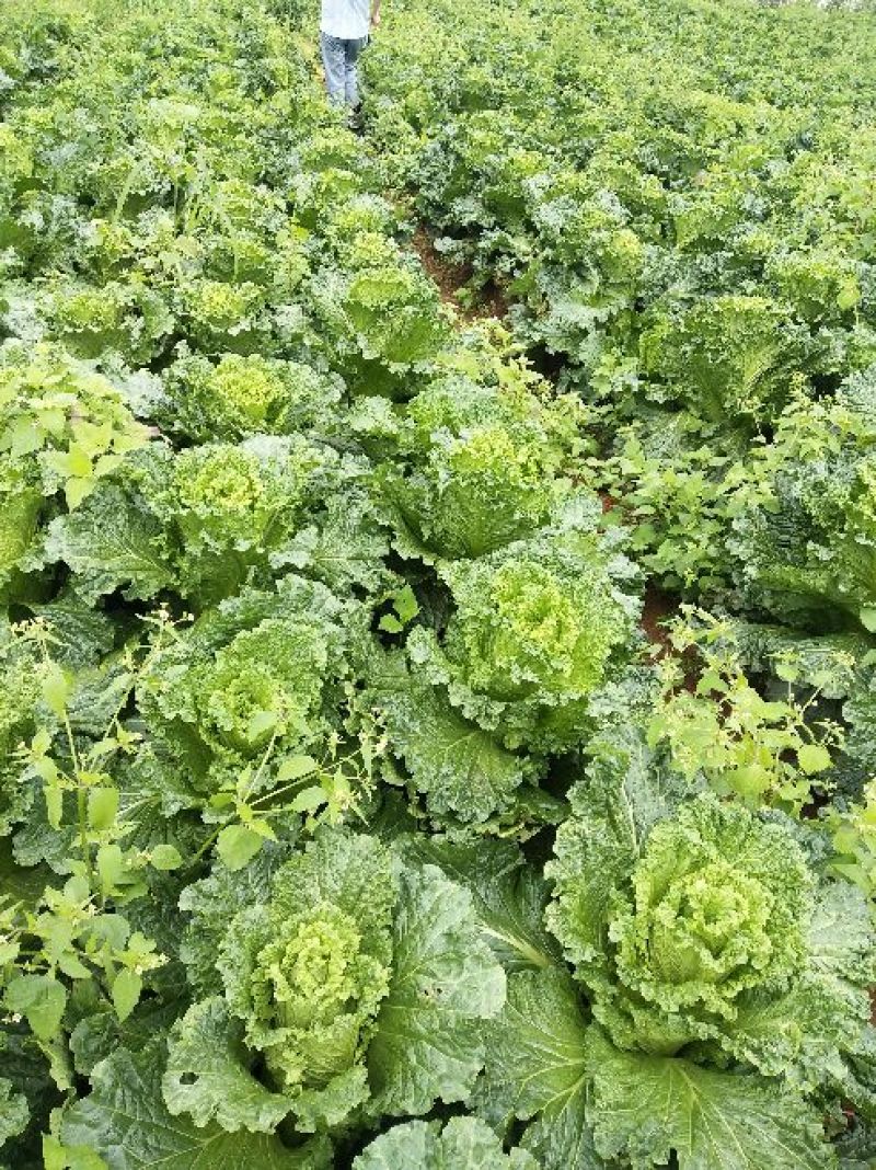 秋绿黄心白菜娃娃菜秋绿产地货源充足，实力代办