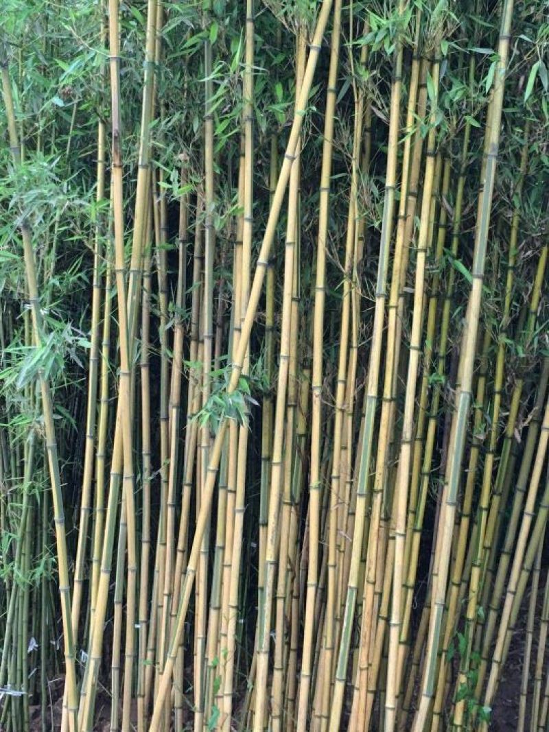 专供金镶玉竹青竹刚竹自产自销现挖现卖