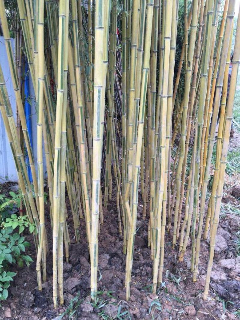 专供金镶玉竹青竹刚竹自产自销现挖现卖