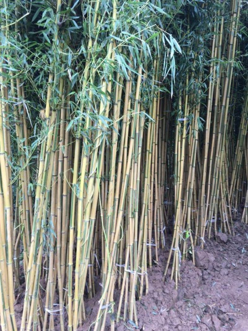 专供金镶玉竹青竹刚竹自产自销现挖现卖