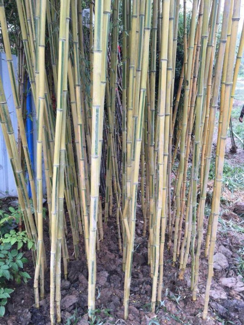 专供金镶玉竹青竹刚竹自产自销现挖现卖