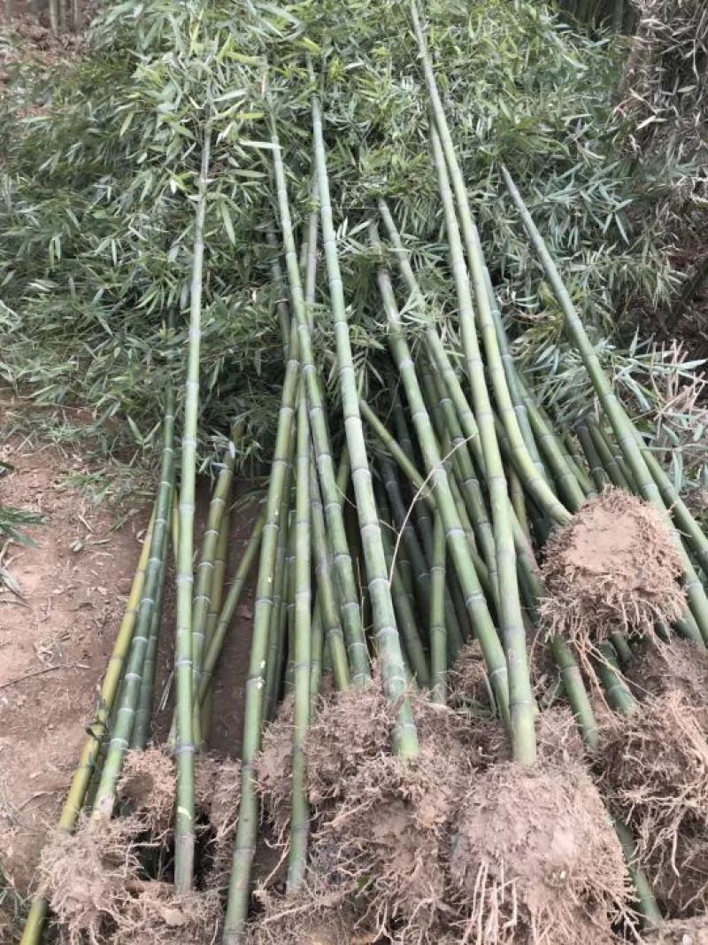 专供金镶玉竹青竹刚竹自产自销现挖现卖