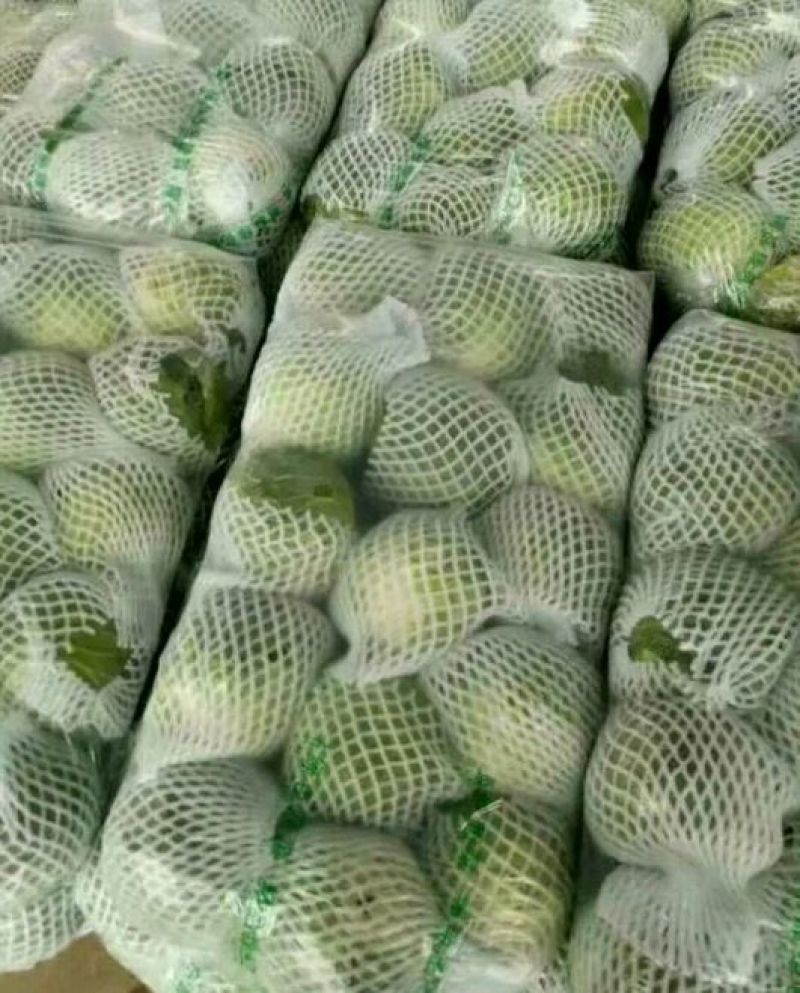 甘蓝产地货源充足种植面积广，供应全国各地，实力代办