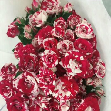多头玫瑰，相思豆大量供应