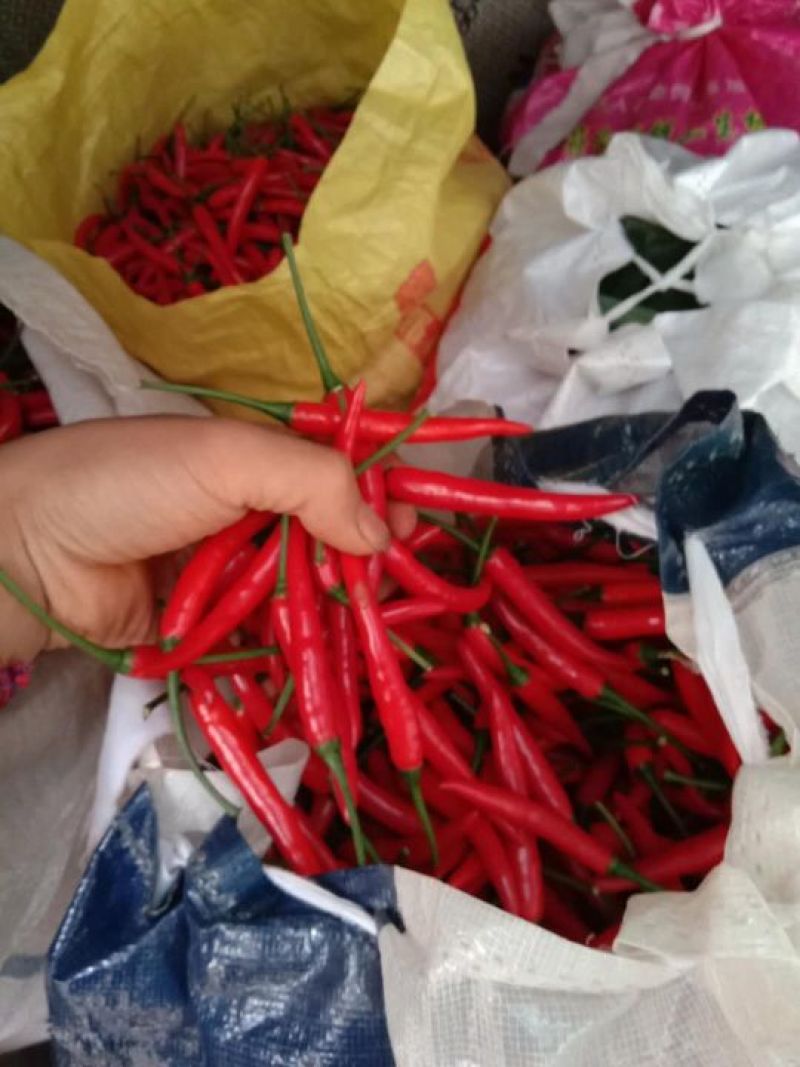 辣椒红辣青椒品种多货源充足，品质好，交通方便实力代办