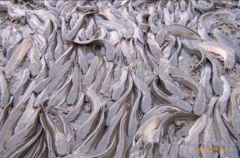 胡子鲶