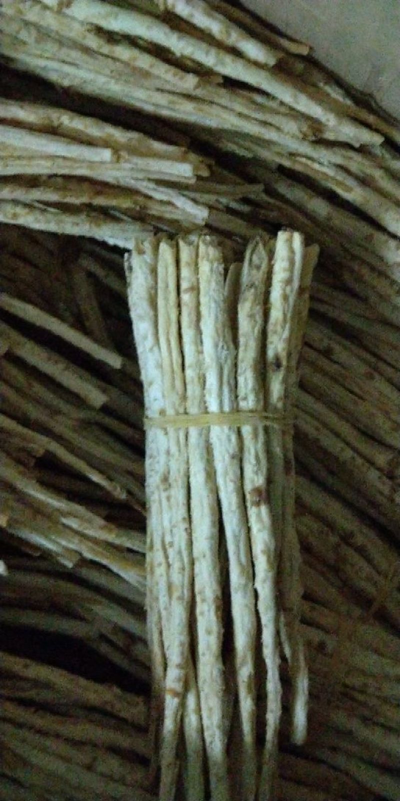 沙参大条质量可以批发