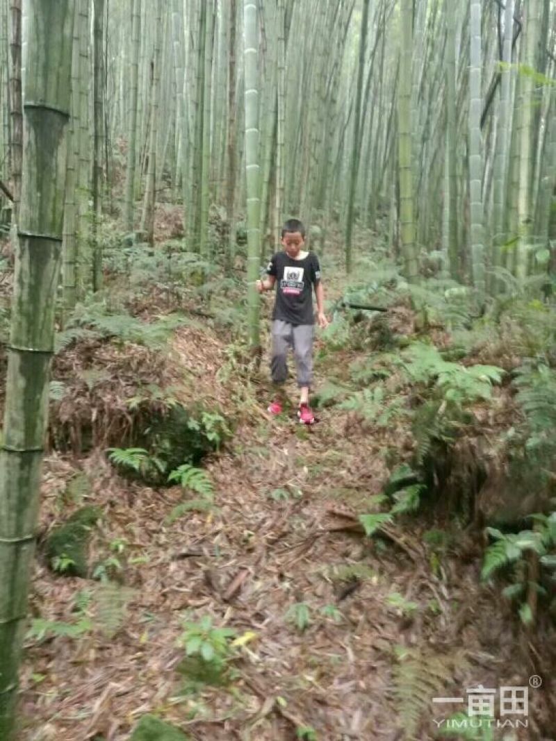 供应各种规格竹子