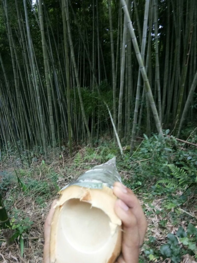 供应各种规格竹子