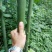 供应各种规格竹子