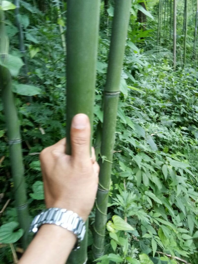 供应各种规格竹子