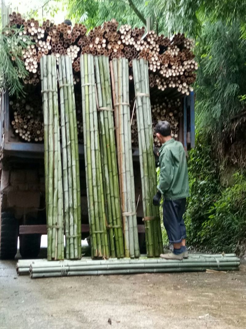 供应各种规格竹子
