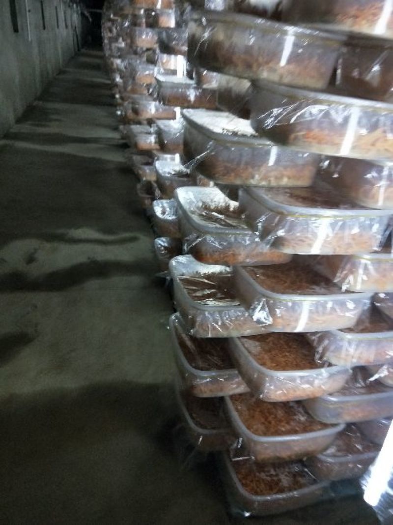 虫草花北虫草产地干货一斤精装食用菌一件代发