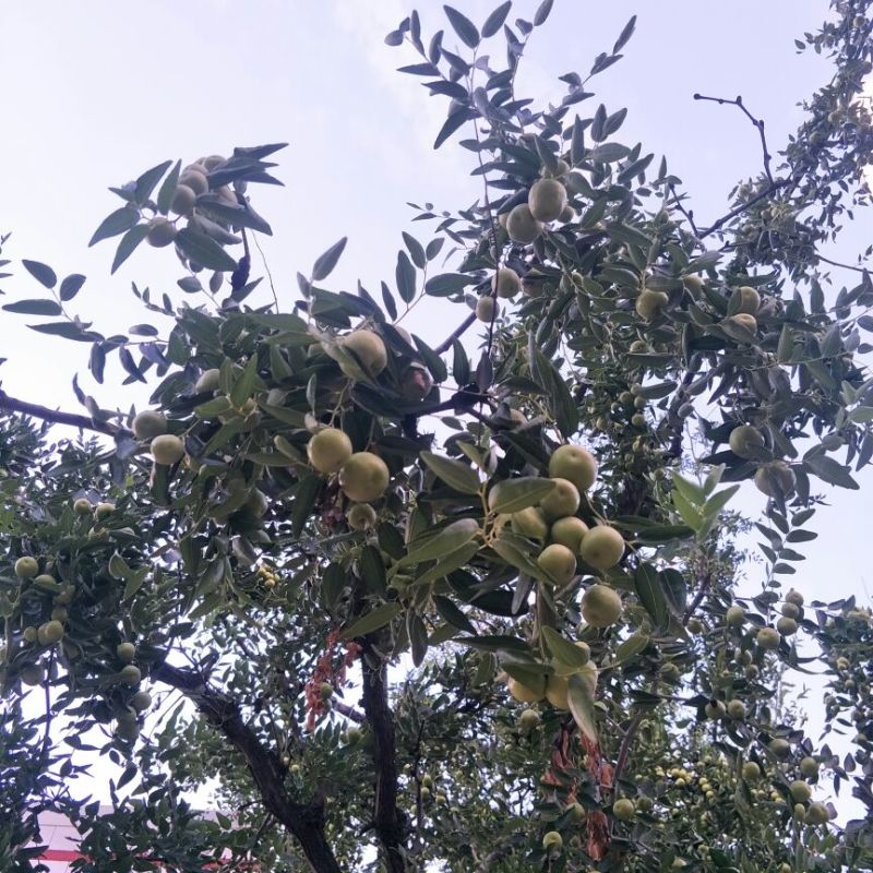 囤囤枣，适合多种深加工，其中熏枣，烘干，糖枣，干货，等等