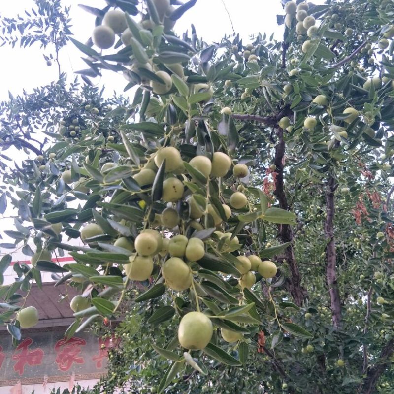 大枣