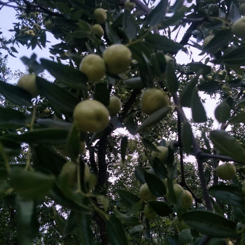 大枣
