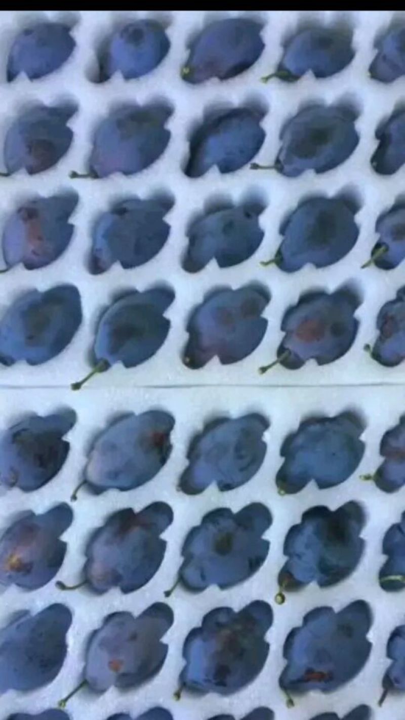 法兰西梅30~35mm新疆西梅水果