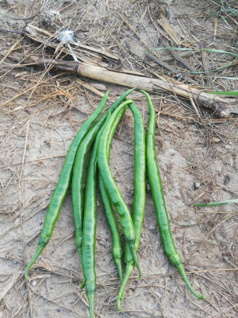 鲜辣椒山西基地供用全国发货