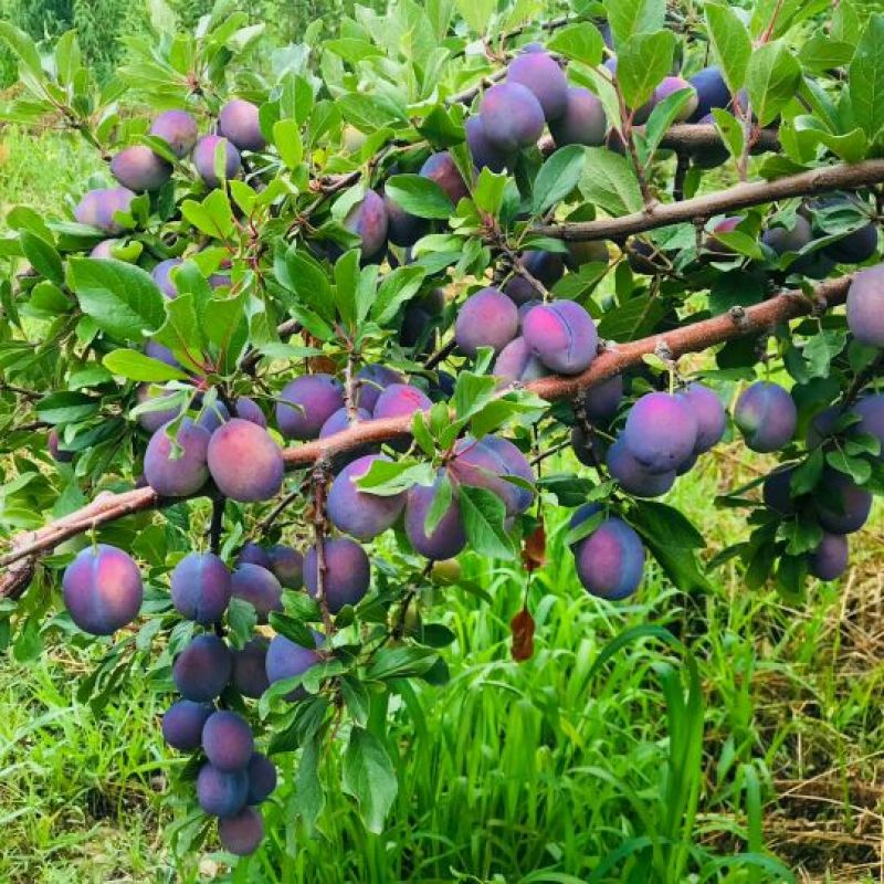 法兰西梅30~35mm新疆西梅水果