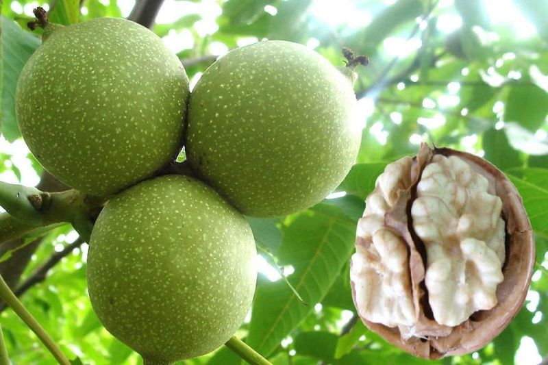 大量供应青皮核桃湿核桃质优价廉