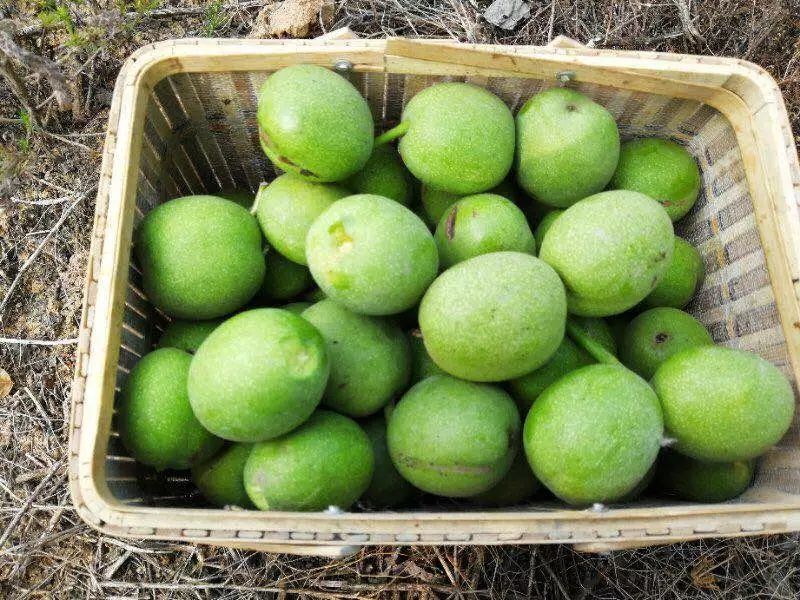 大量供应青皮核桃湿核桃质优价廉