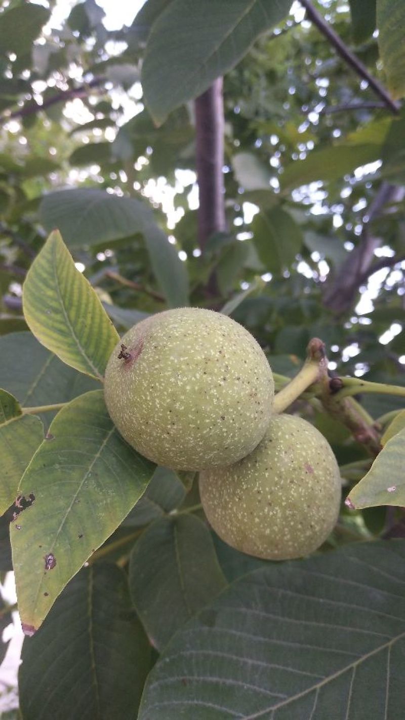 大量供应青皮核桃湿核桃质优价廉